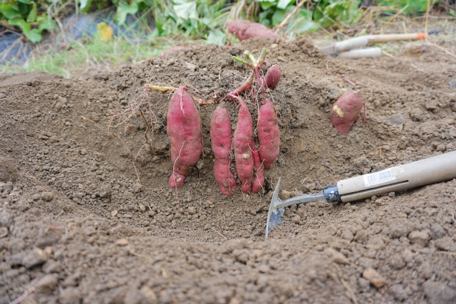 掘りたて・土付きのさつまいもを熟成させる手順