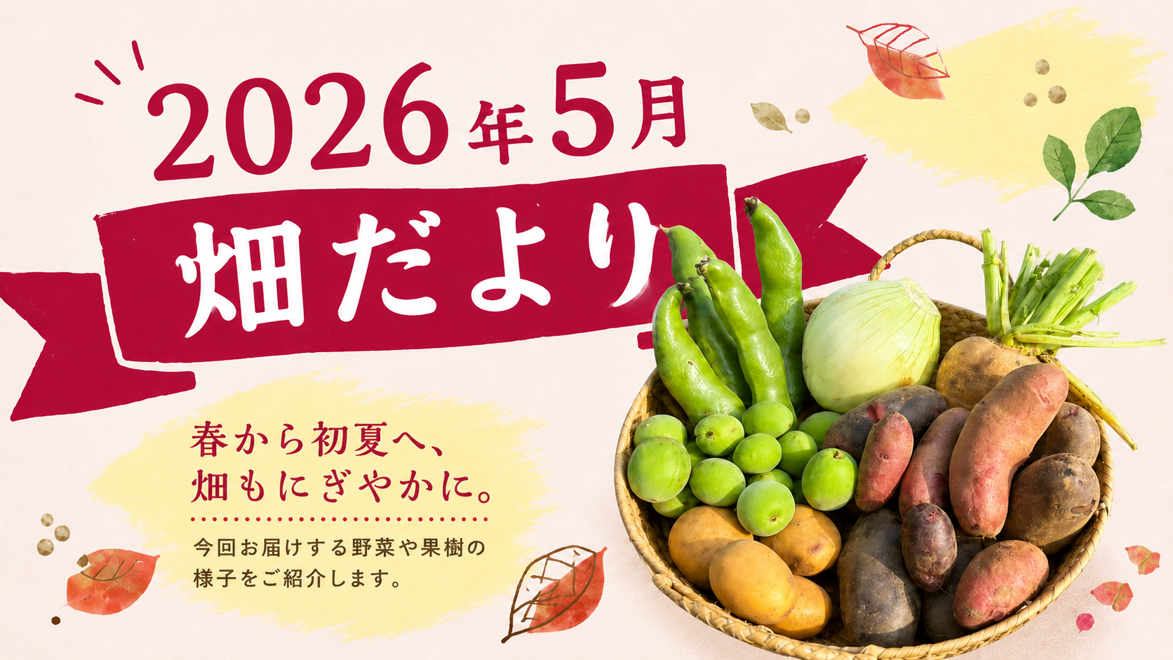【2026年5月の畑だより】初夏の恵みをお届けします