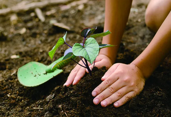 農園で植えるイベント「苗植会」