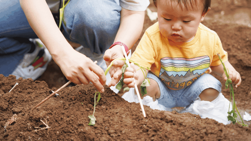 苗植会 霧島紅かぐら