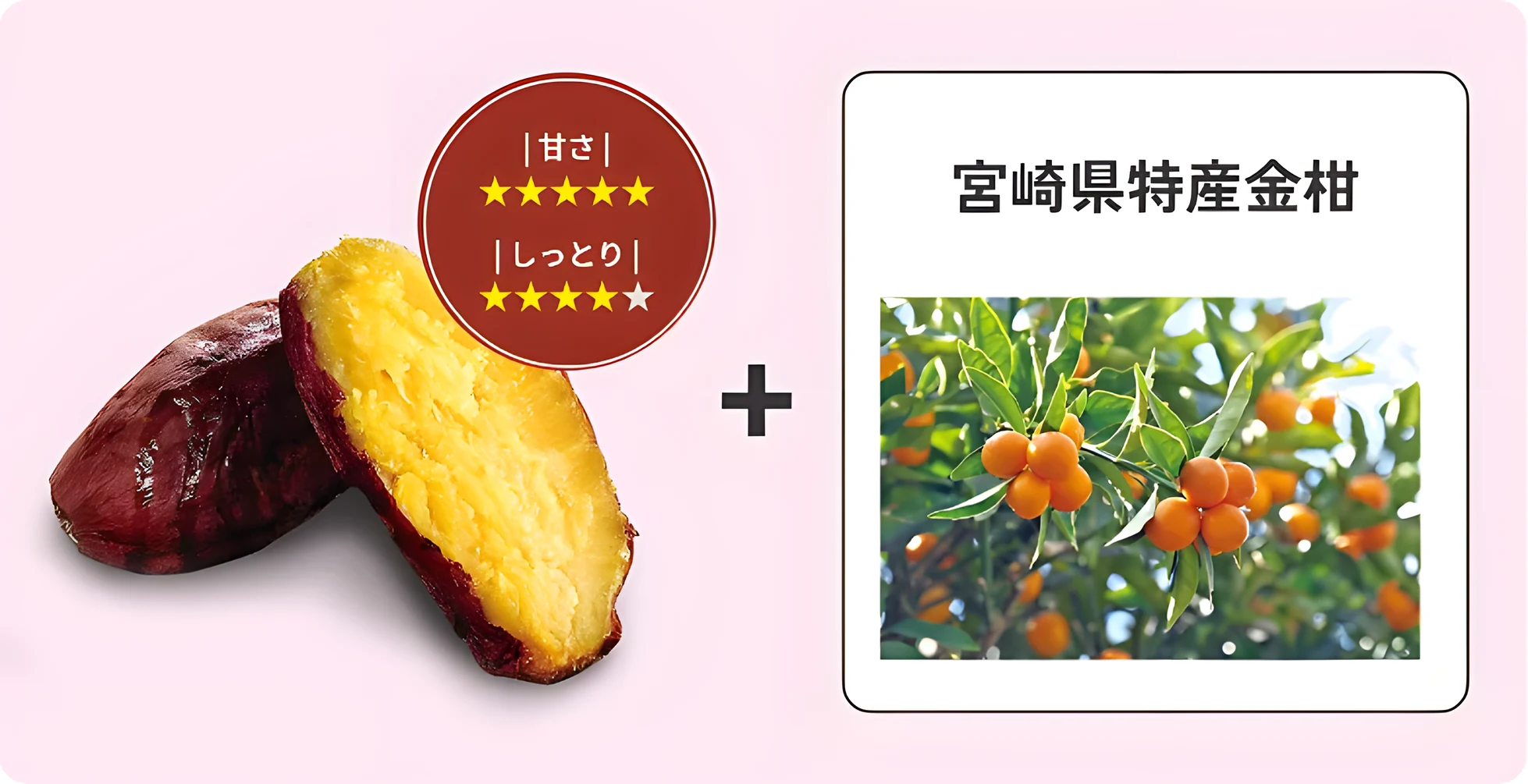 霧島紅かぐら（甘さ☆5　しっとり☆5）＋　宮崎県特産金柑